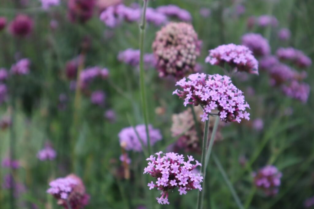 紫の花